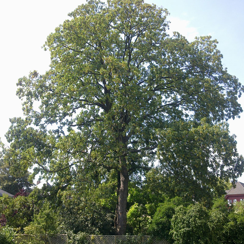 Baum Garten